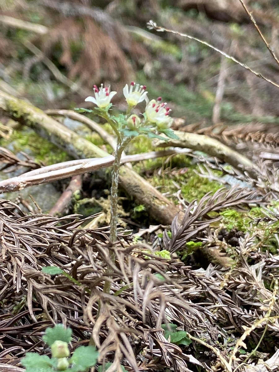 のこのこ屋 tweet media