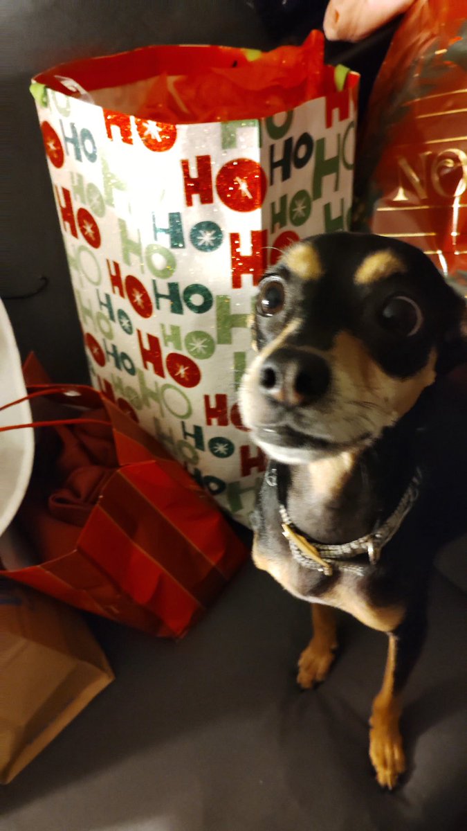 RHYS ‧˚꒰🐾୭ ˚. ᵎᵎ tweet media