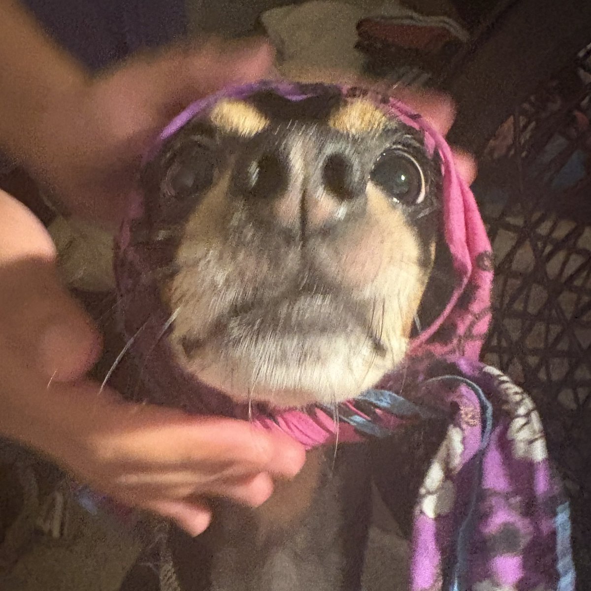 RHYS ‧˚꒰🐾୭ ˚. ᵎᵎ tweet media