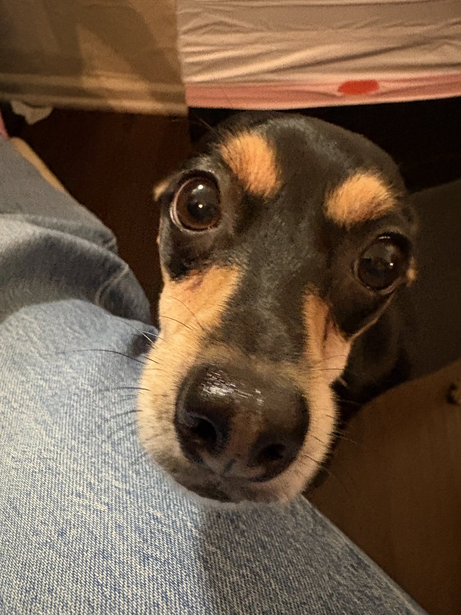 RHYS ‧˚꒰🐾୭ ˚. ᵎᵎ tweet media