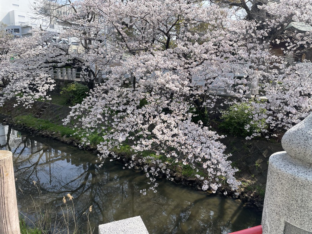 hatohato_popo's tweet photo. オカンを連れて地元の神社に桜を見に行ってきた。
綺麗なー( ^ω^ ) https://t.co/pSBRHkGNpR