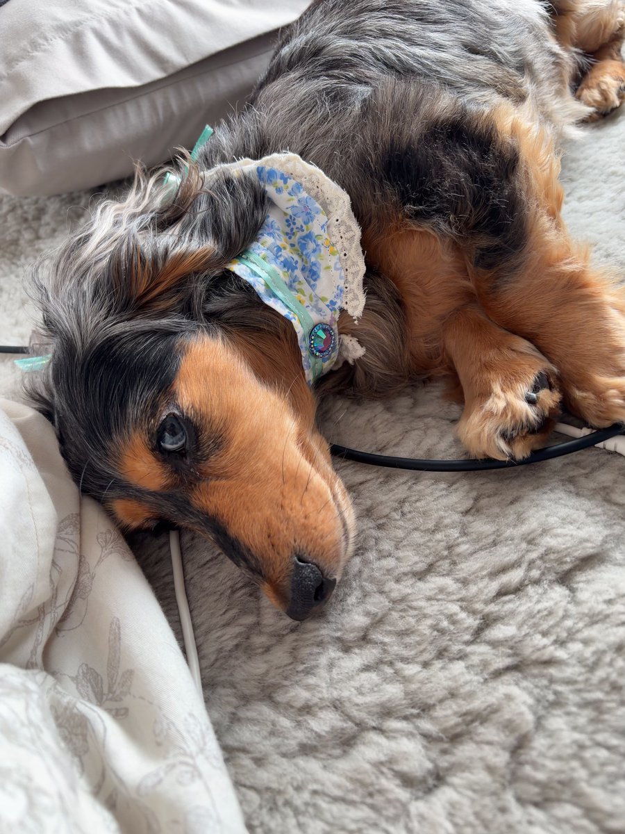 えこぴりん酸🫧🐾 tweet media