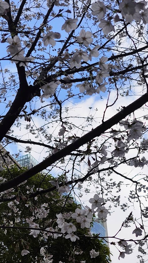 ドルリヘコ🔞一次創作/COMITIA tweet media