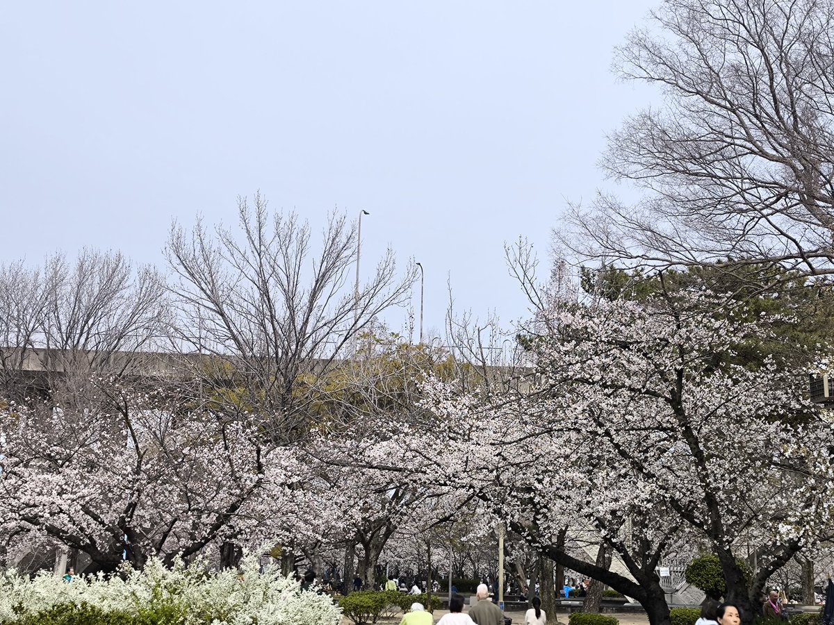 ブルフロッグ tweet media