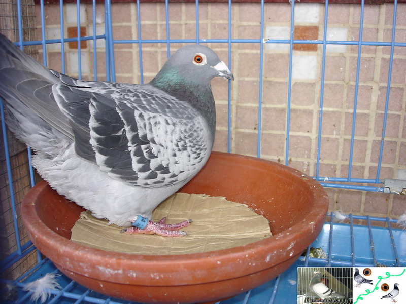 Elizabeth Giangrande tweet media