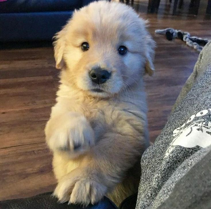 petpuppies👿😺 tweet media