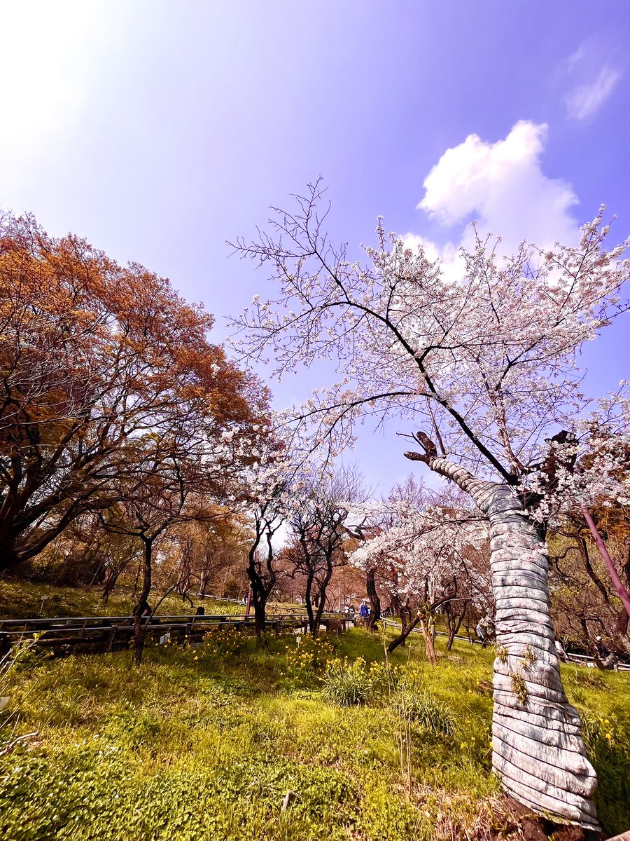 A-rukas（あるかす） tweet media