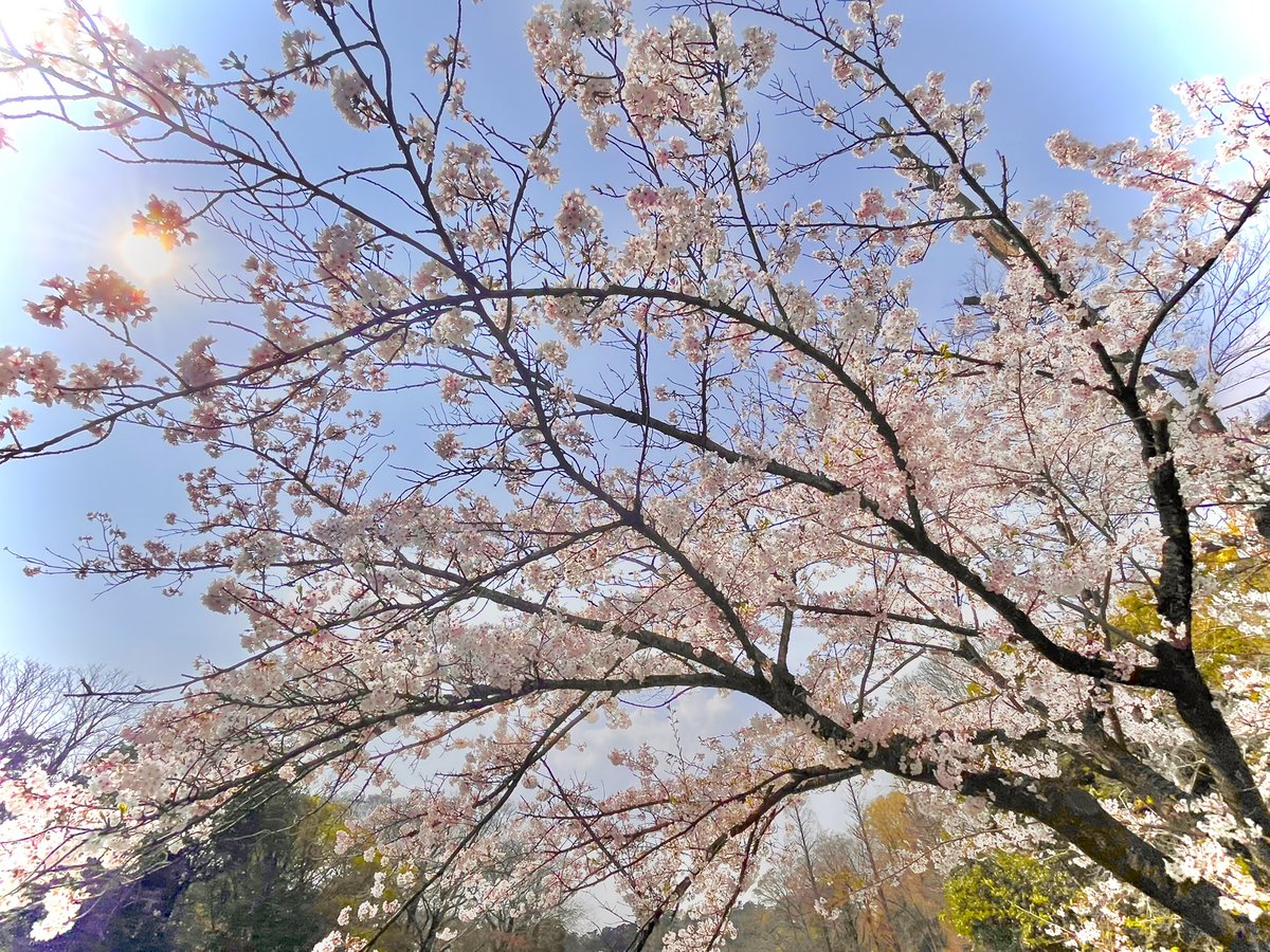 A-rukas（あるかす） tweet media