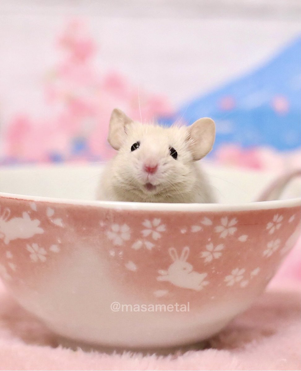 masametal's tweet image. 桜が見頃だね🐭🌸

#mouse 
#お空のトッポくん