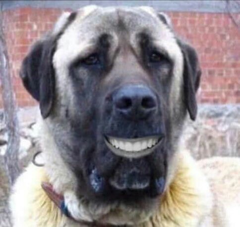 luis hemıltn 🇬🇧 tweet media