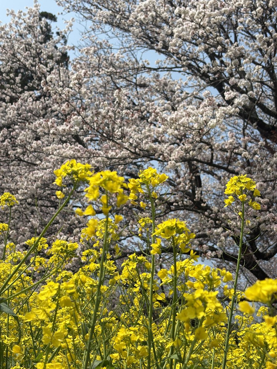 それいけくろさき tweet media