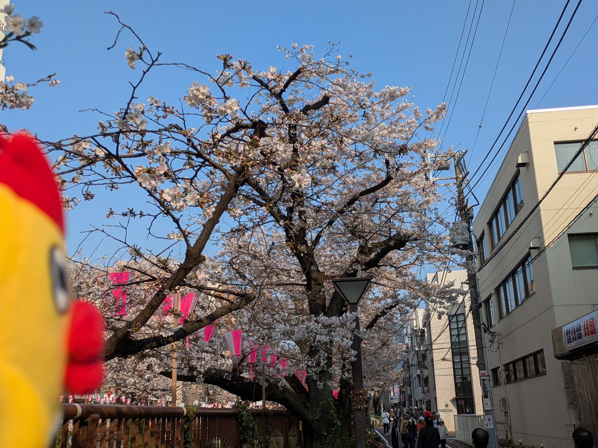 日テレ【気象・防災】そらジロー tweet media