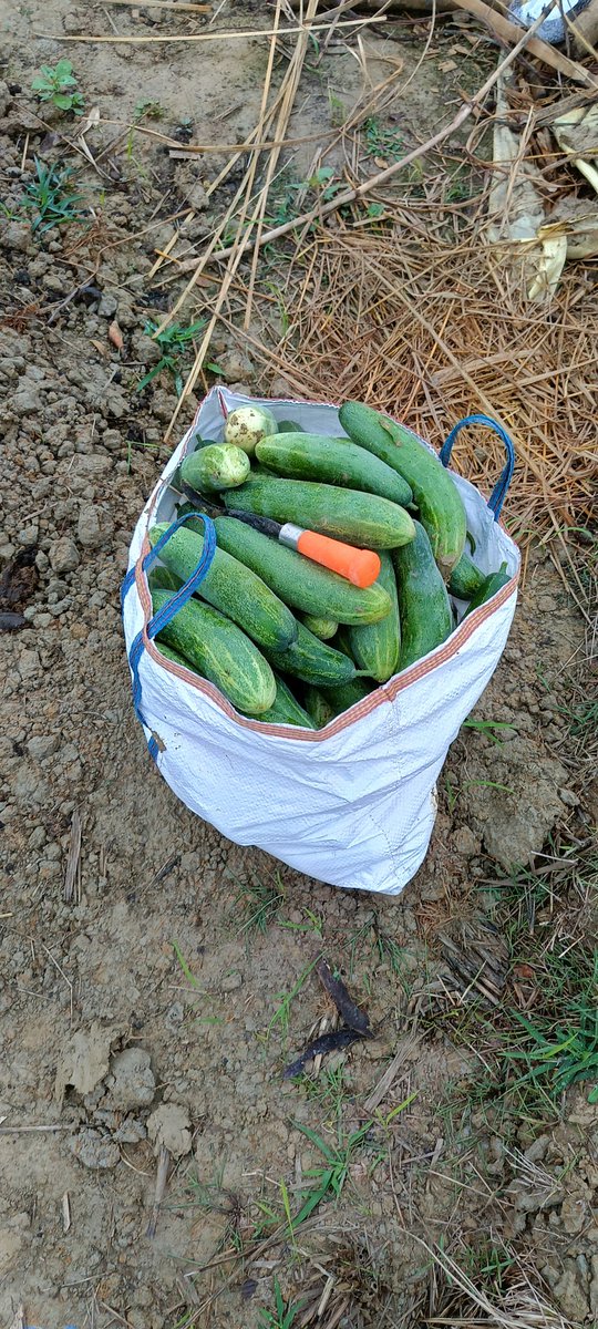 VedBorah's tweet photo. My first harvest:  🥒🌾
From field to market- 70 kg cucumbers, straight from the soil https://t.co/EDgwLxozrx