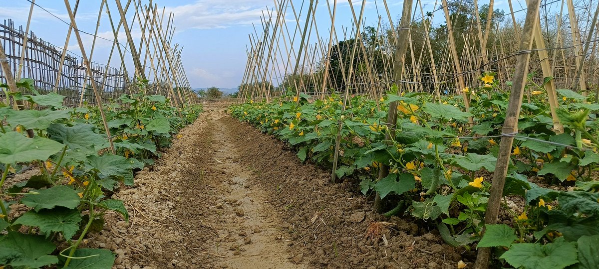 VedBorah's tweet photo. My first harvest:  🥒🌾
From field to market- 70 kg cucumbers, straight from the soil https://t.co/EDgwLxozrx