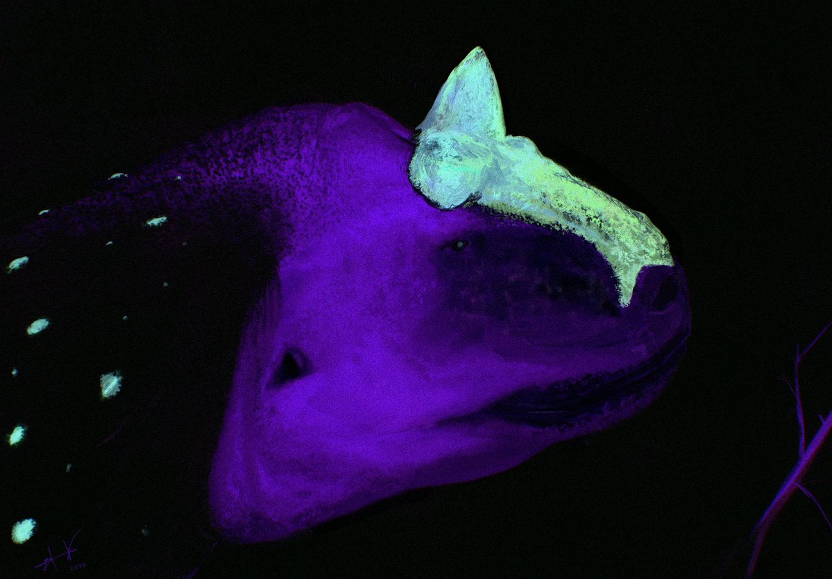 Gael casas tweet media