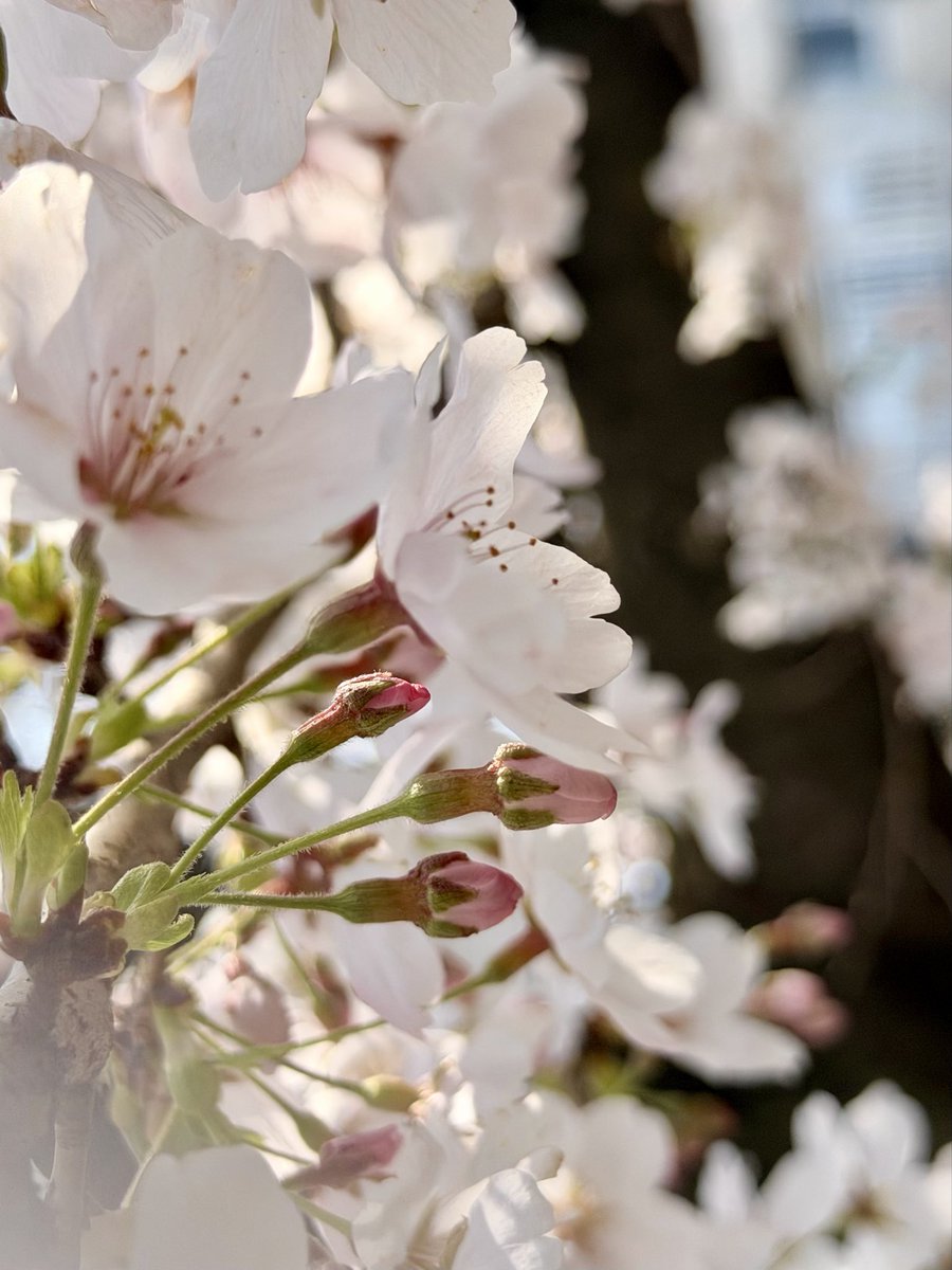 桜良い感じ
