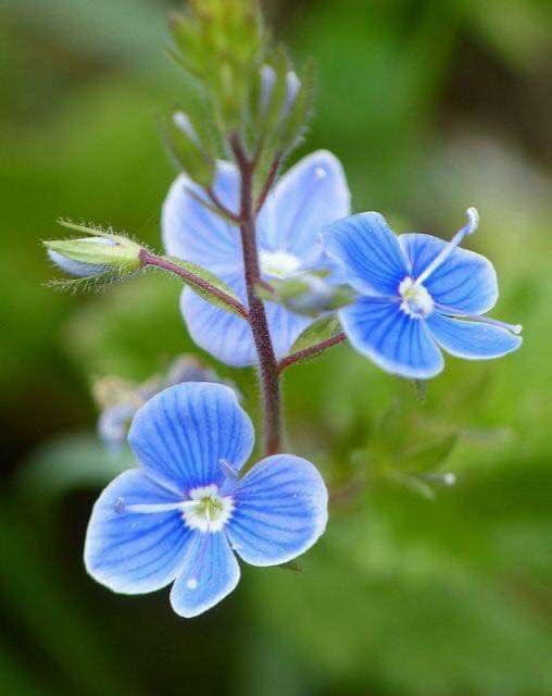 Rosy ✿.•*¨*❥ ¸¸.•° ꕤ tweet media