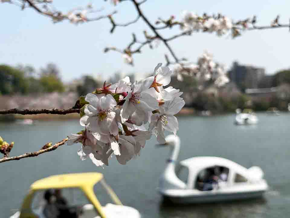 おーたふる／大田区商店街連合会 tweet media