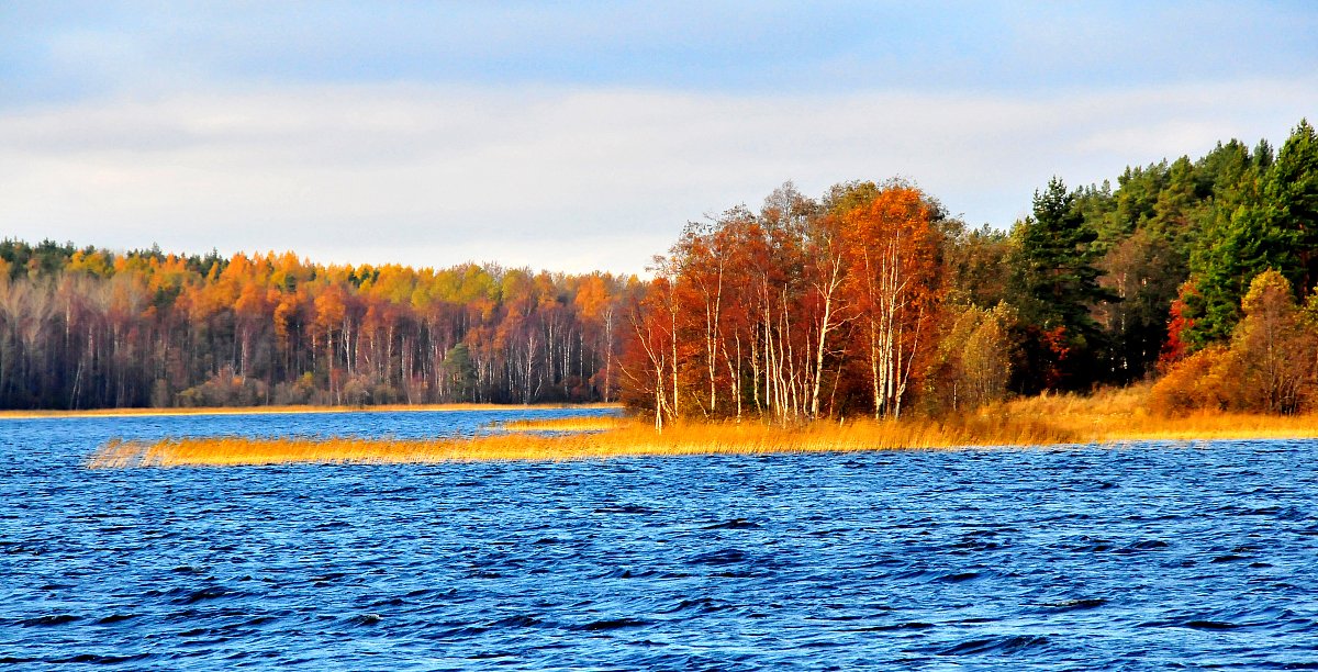 ileannah garcia tweet media