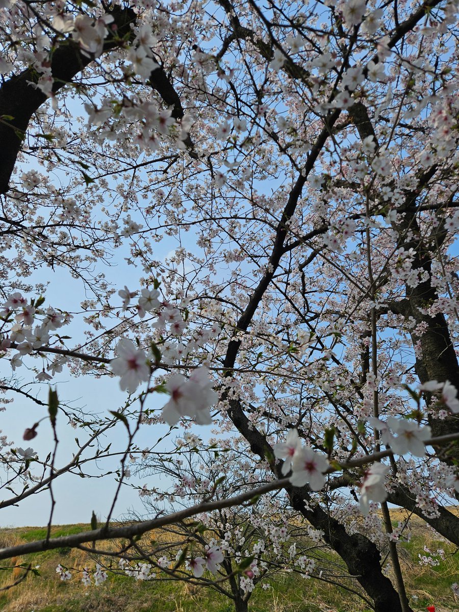 エアロ tweet media