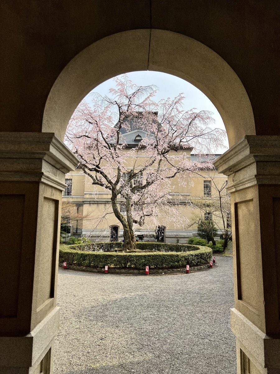 《京都府庁旧本館・観桜祭》

アーチの向こうに，祇園しだれ桜が咲いています.
館内も開かれていて，見学できます.

#観桜祭
#京都府庁旧本館