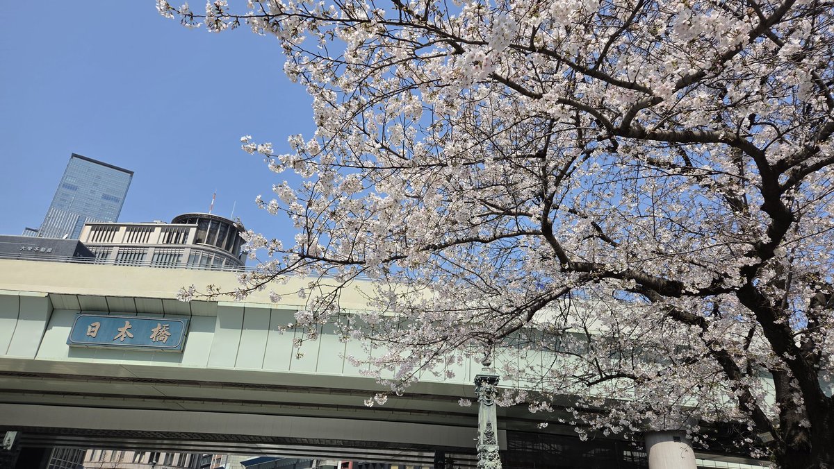 yoichi_yade's tweet photo. 日本橋の桜です。 https://t.co/RGqPohYqGJ
