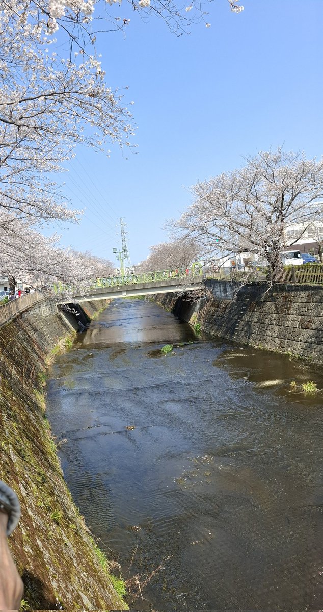 都心の桜は今が満開とか。
その都心から30kmほど離れた"都内"のこちらは満開まではもう少し…といったところでしょうか。