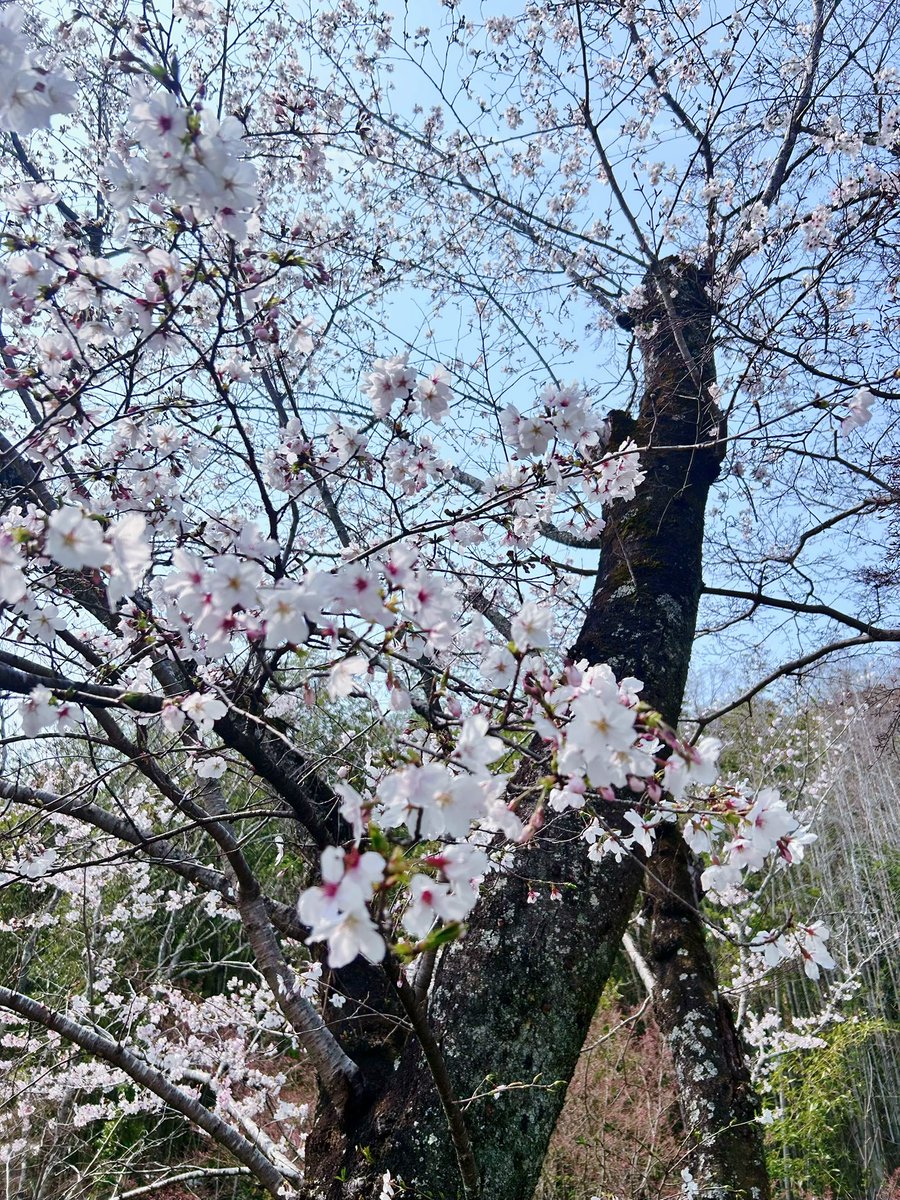 ティア tweet media