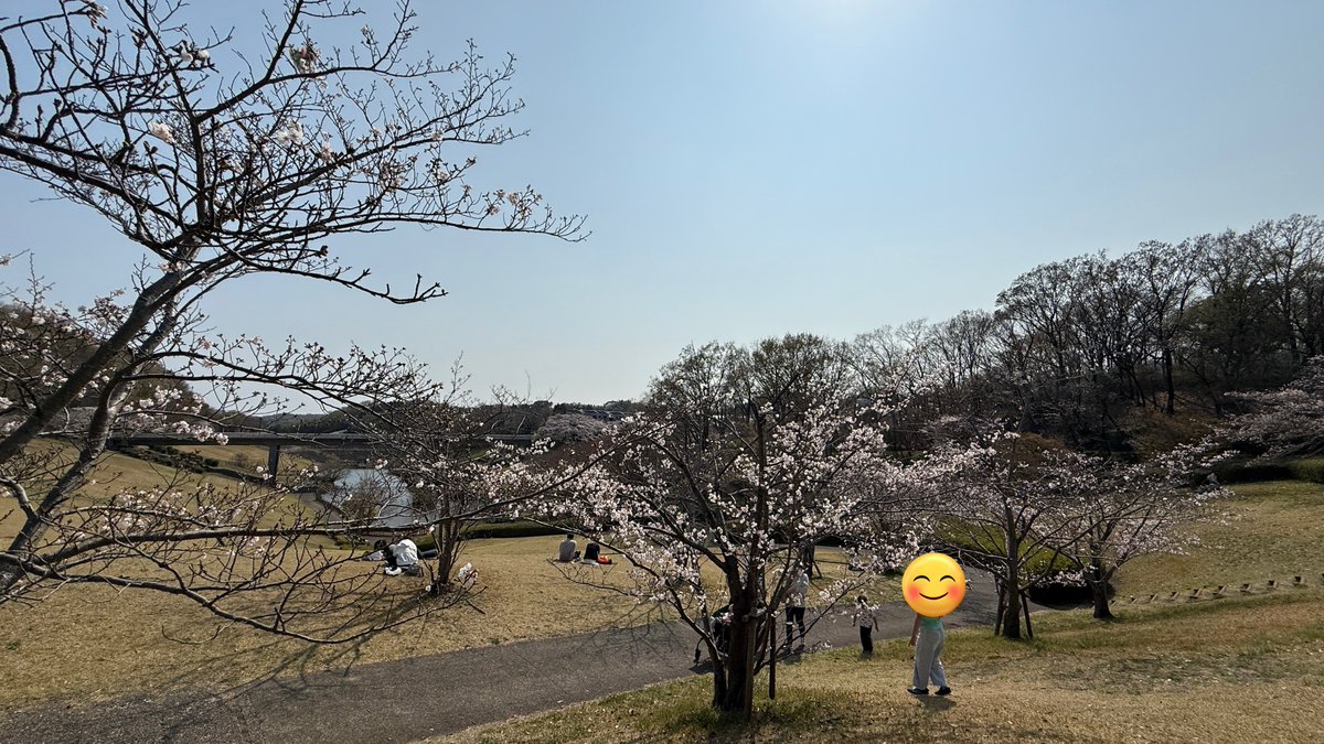 ラムネモンキーのロケ地になってほしかった、若宮公園
（古沢さん、厚木市出身でしたよね？）

桜思ったより咲いてます🌸
今週、雨予報あるから週末までなんとか持ってほしい🙏

#森の里