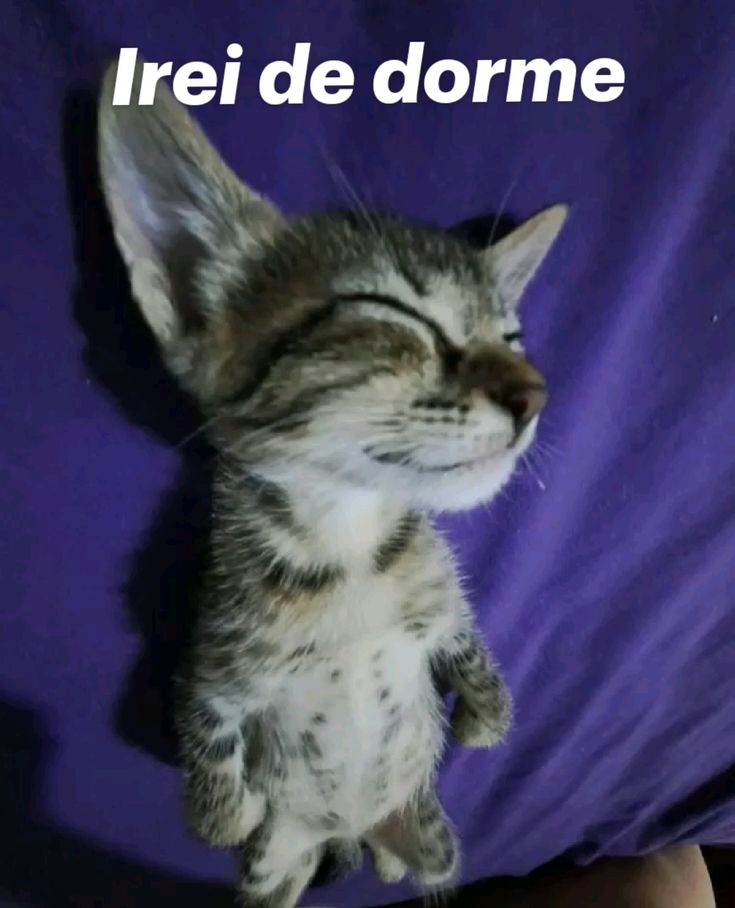 AmandaBarthory's tweet photo. Boa noite 😴 https://t.co/p8mRPpy74n