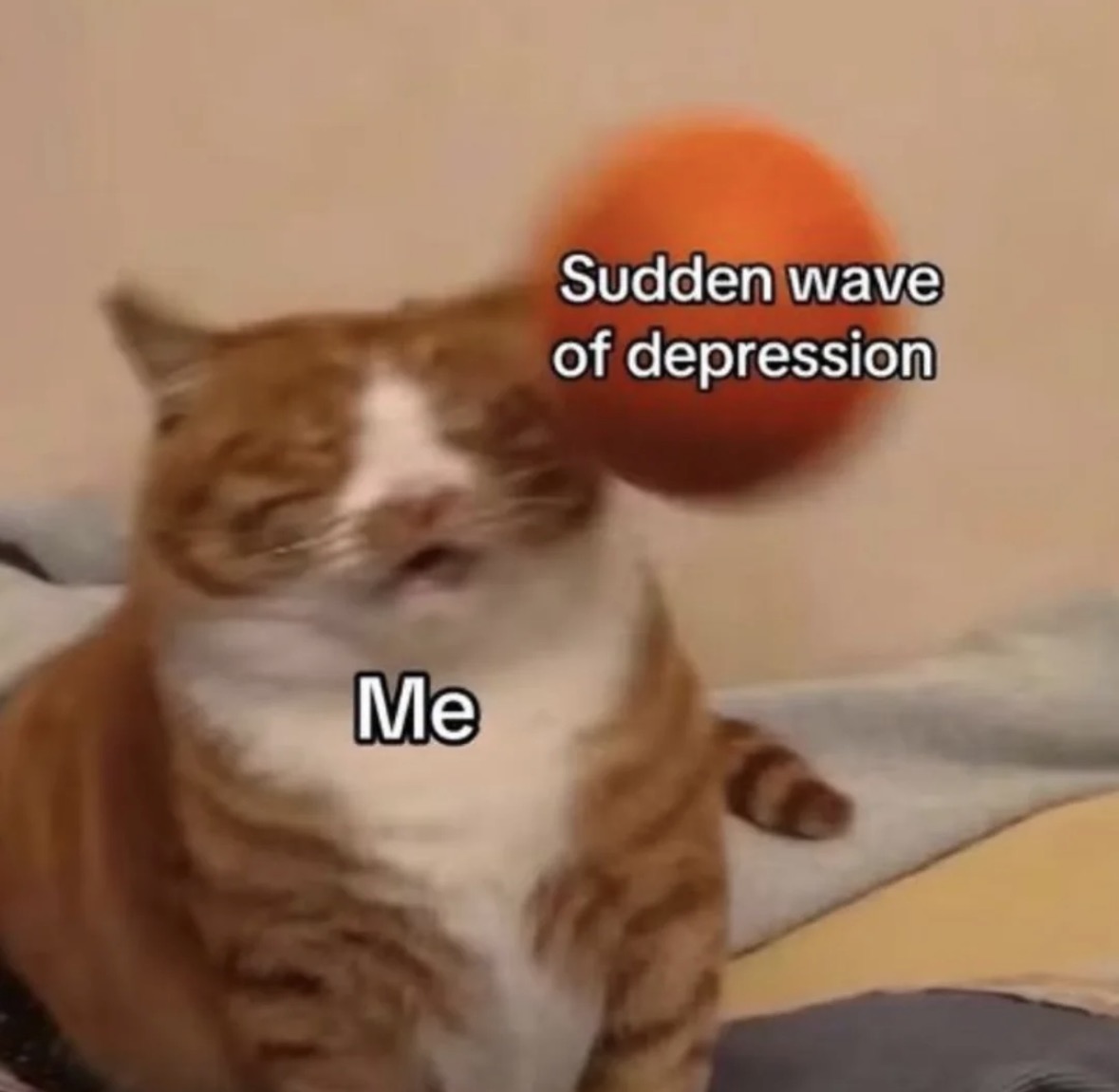 raccoon aesthetic. tweet media