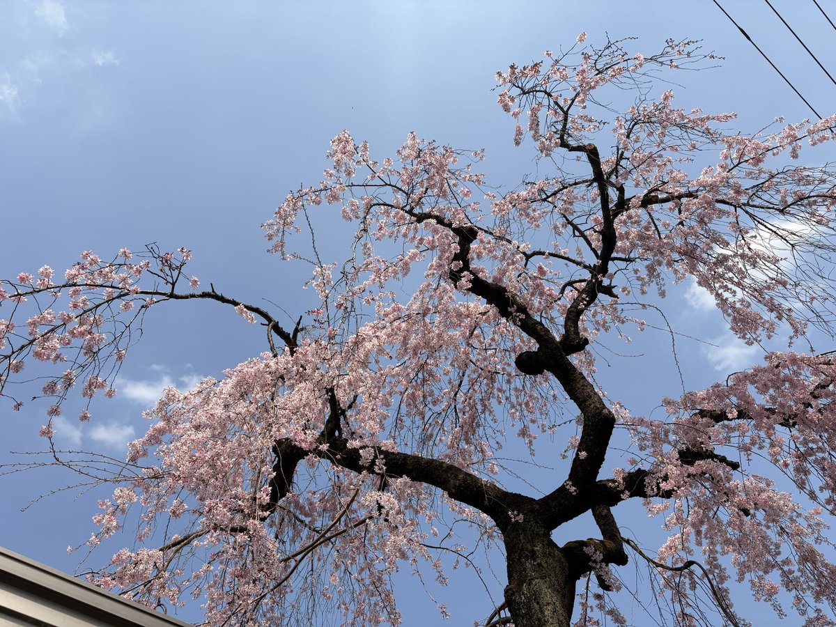 ネコマム🙏🏻🤗 tweet media