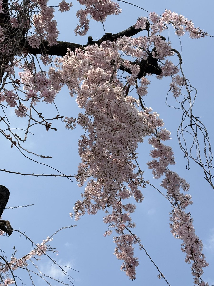 ネコマム🙏🏻🤗 tweet media