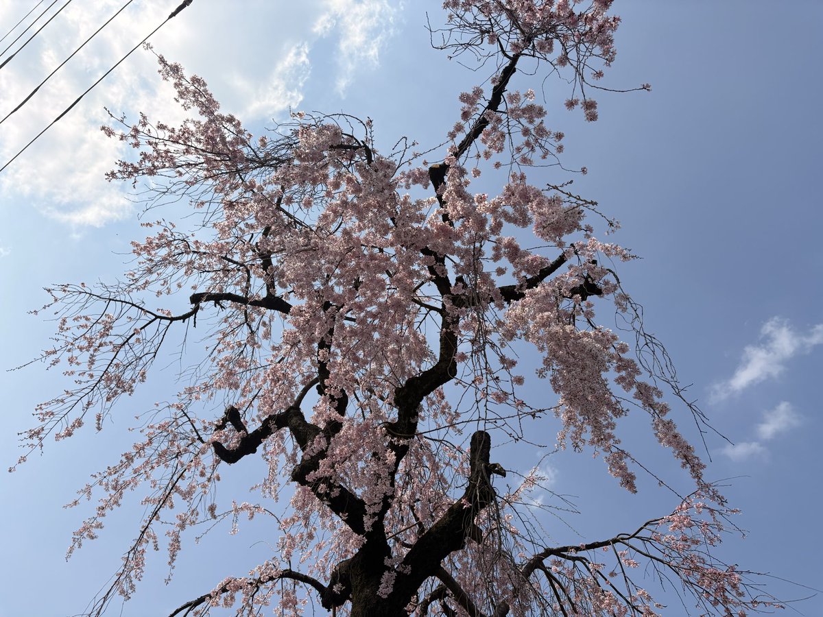 ネコマム🙏🏻🤗 tweet media