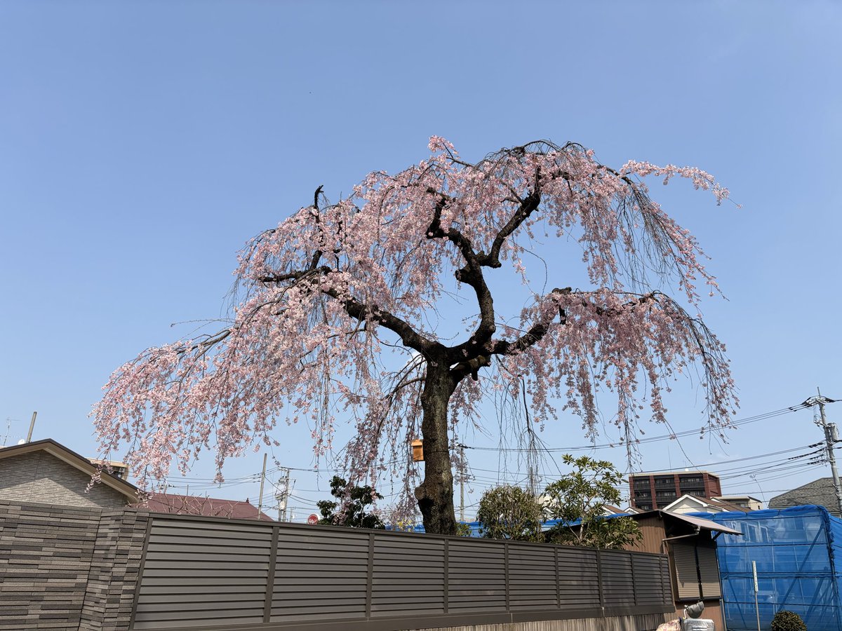 ネコマム🙏🏻🤗 tweet media