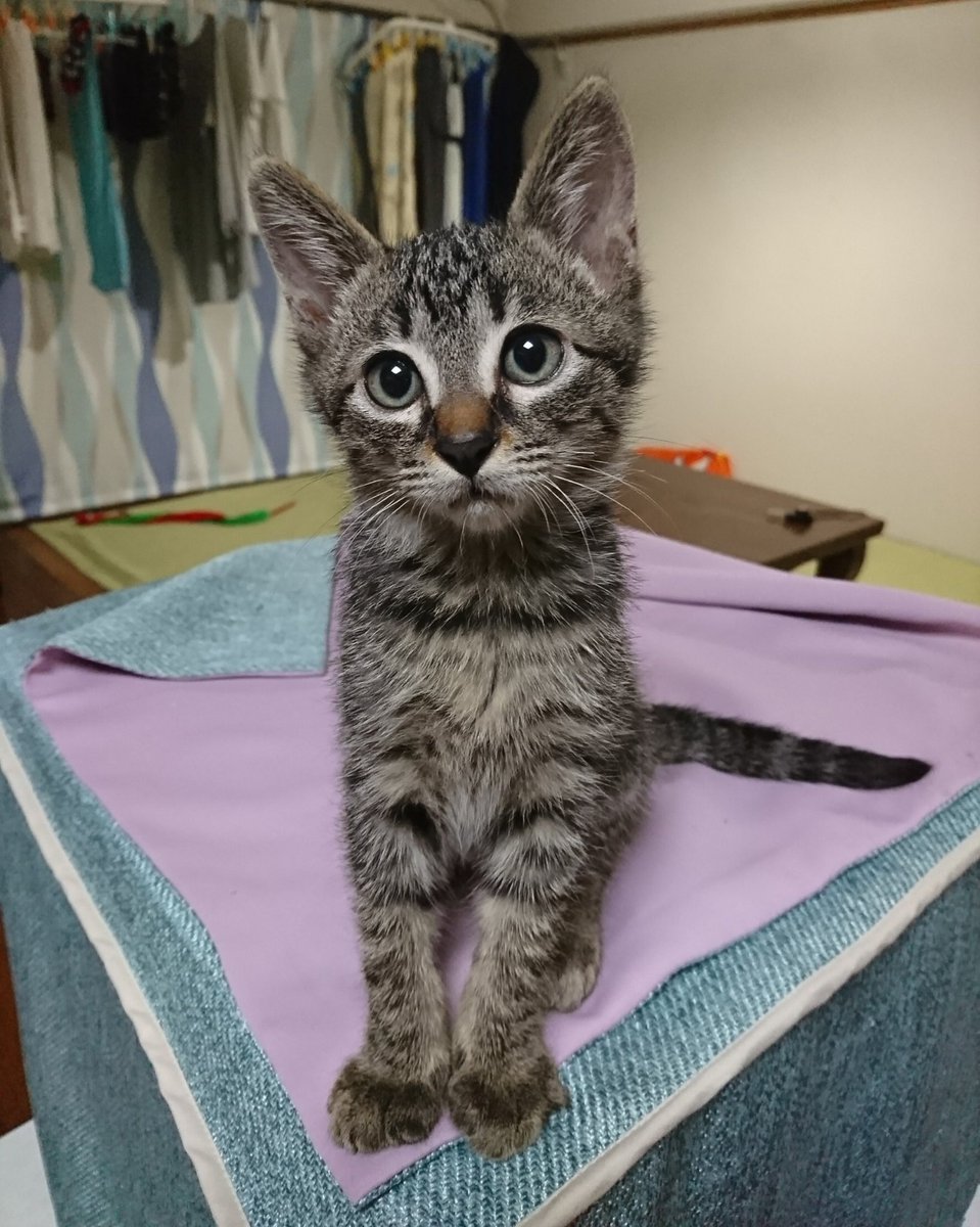 ノビター（5匹家族） tweet media