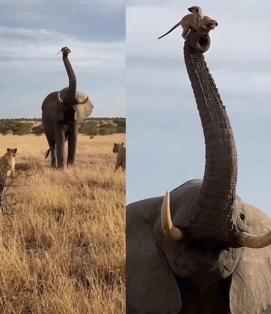 The Husky tweet media