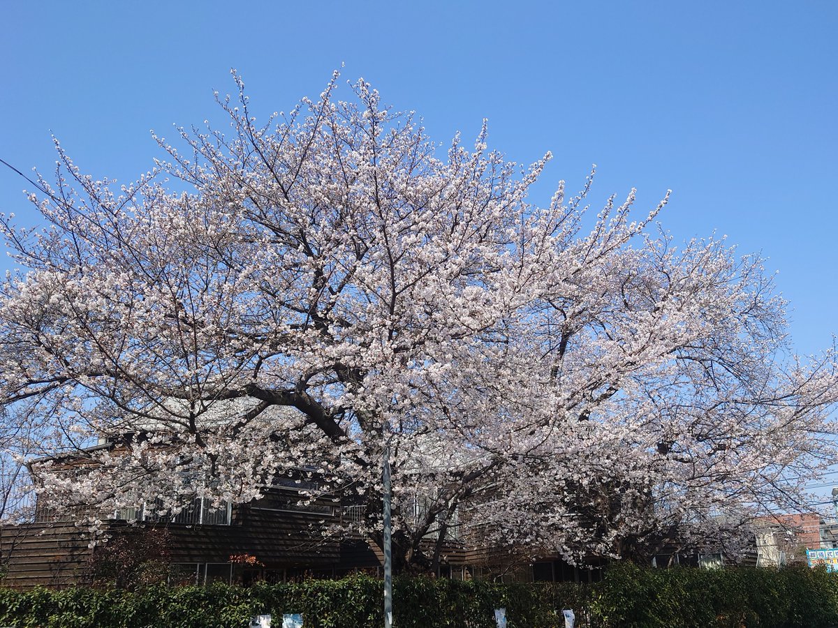 でじも(Digimortal) tweet media