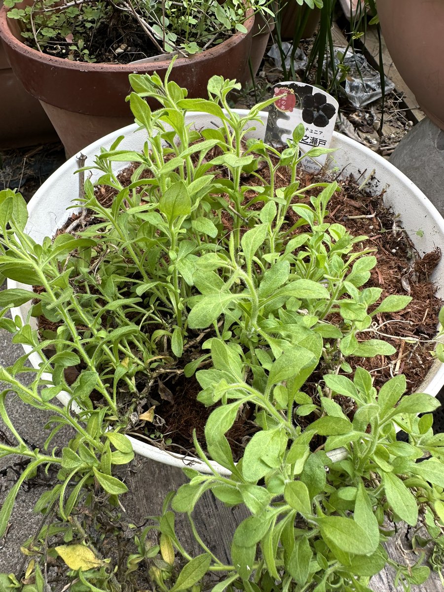 じゅう tweet media