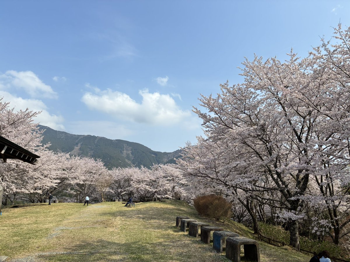 なんか南部インターで乗った高速から山の上に桜が見えたので急遽降りて探検
うつぶな公園とのこと
隠れた？桜の名所でした