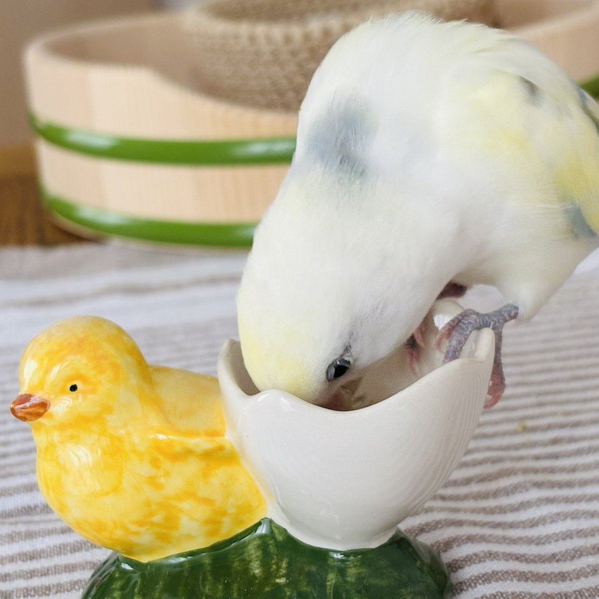 mayumi*🕊 tweet media