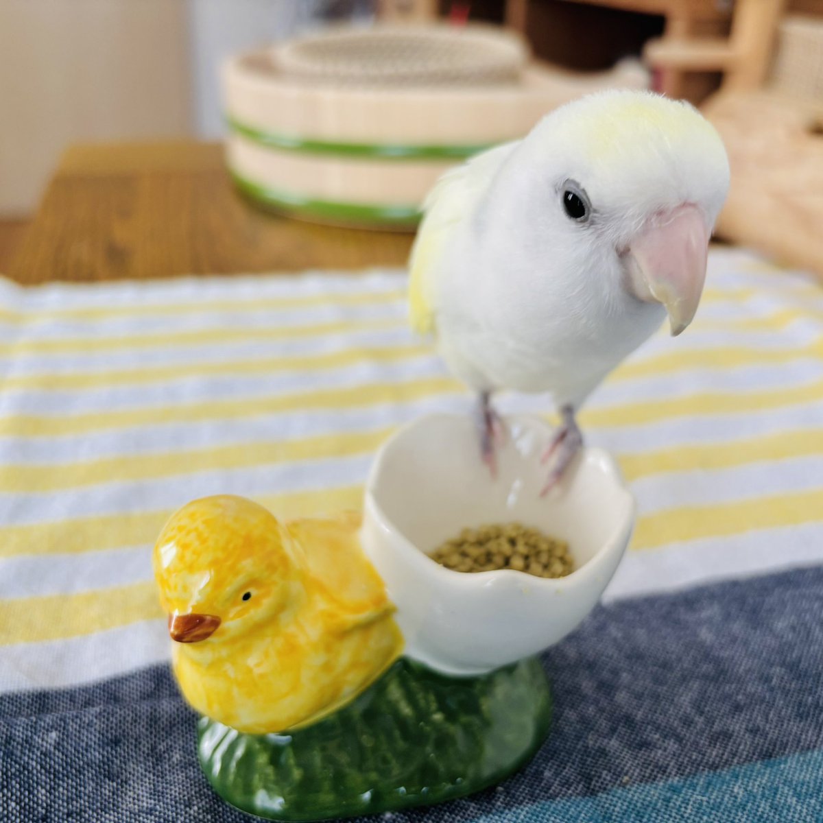 mayumi*🕊 tweet media