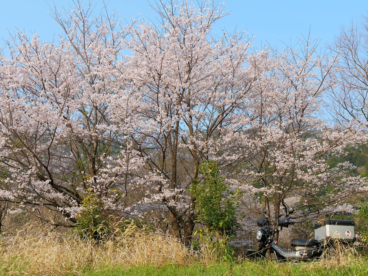 猫山ぽるか tweet media