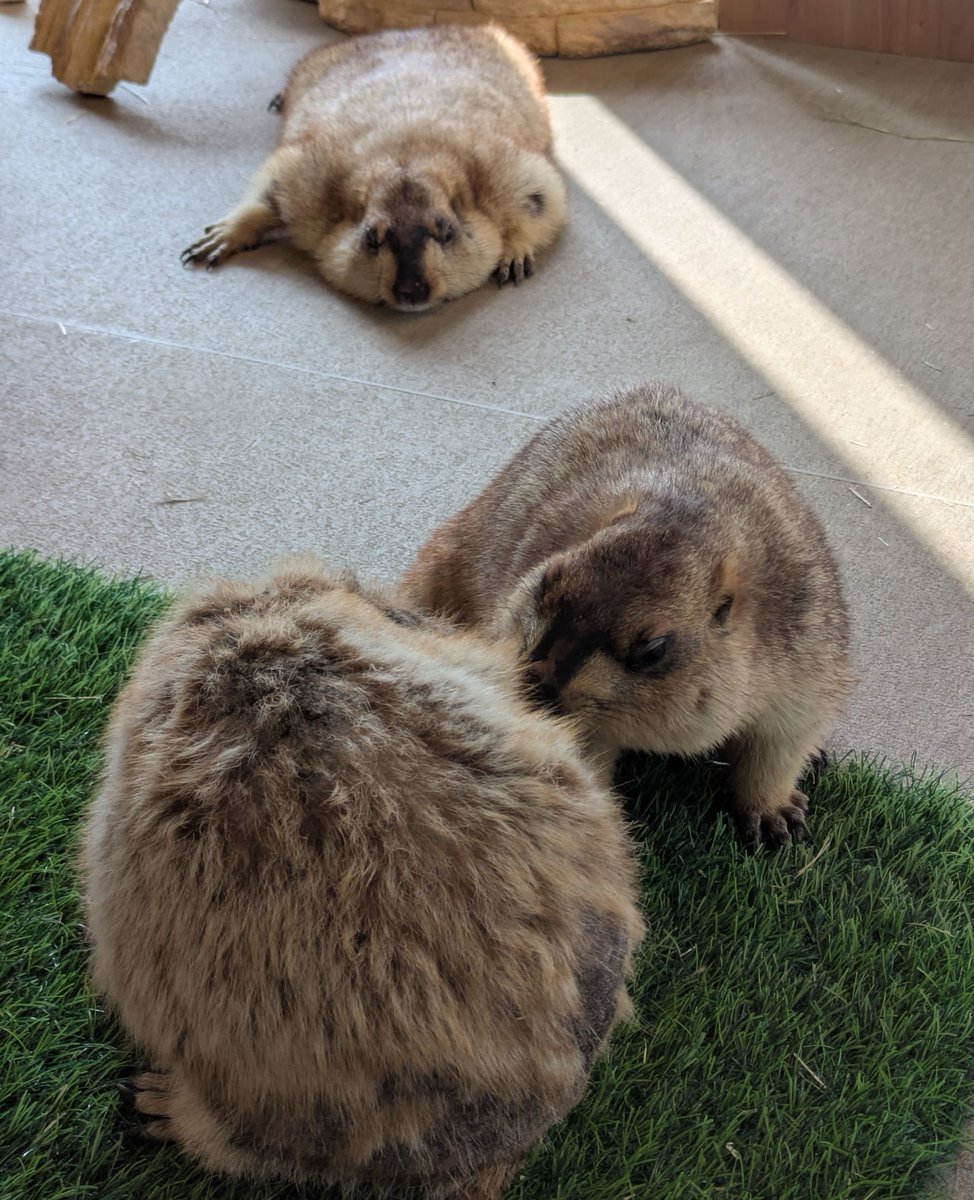 ipapa2018 tweet media