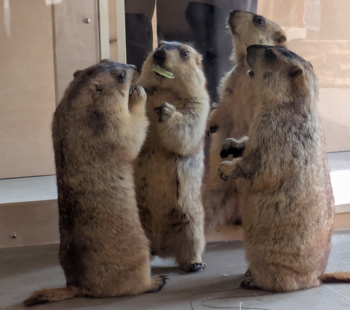 ipapa2018 tweet media