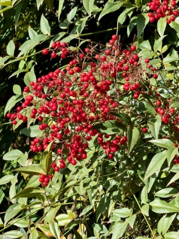 Don Fabio Marongiu tweet media