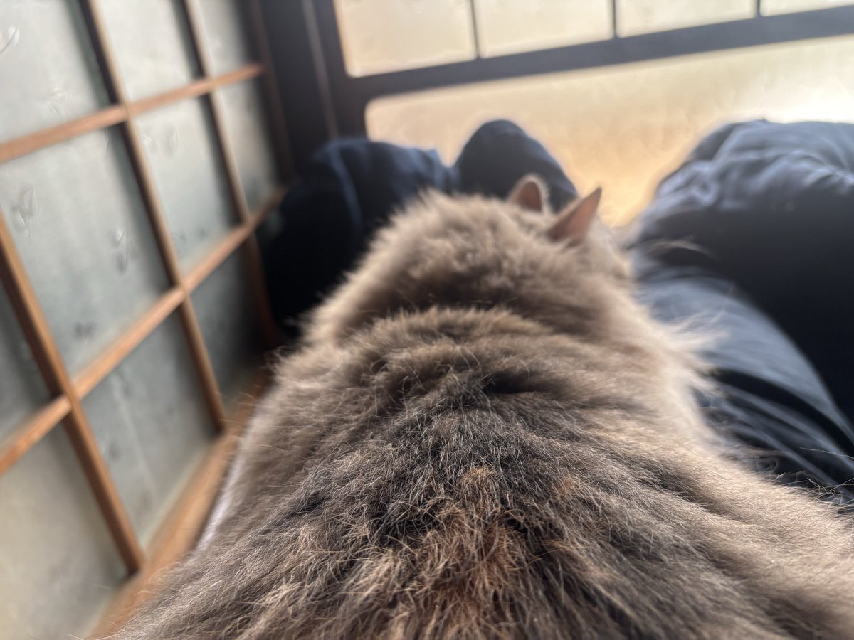 カトラス tweet media