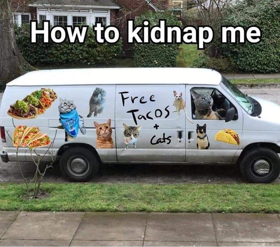 No Cats No Life tweet media