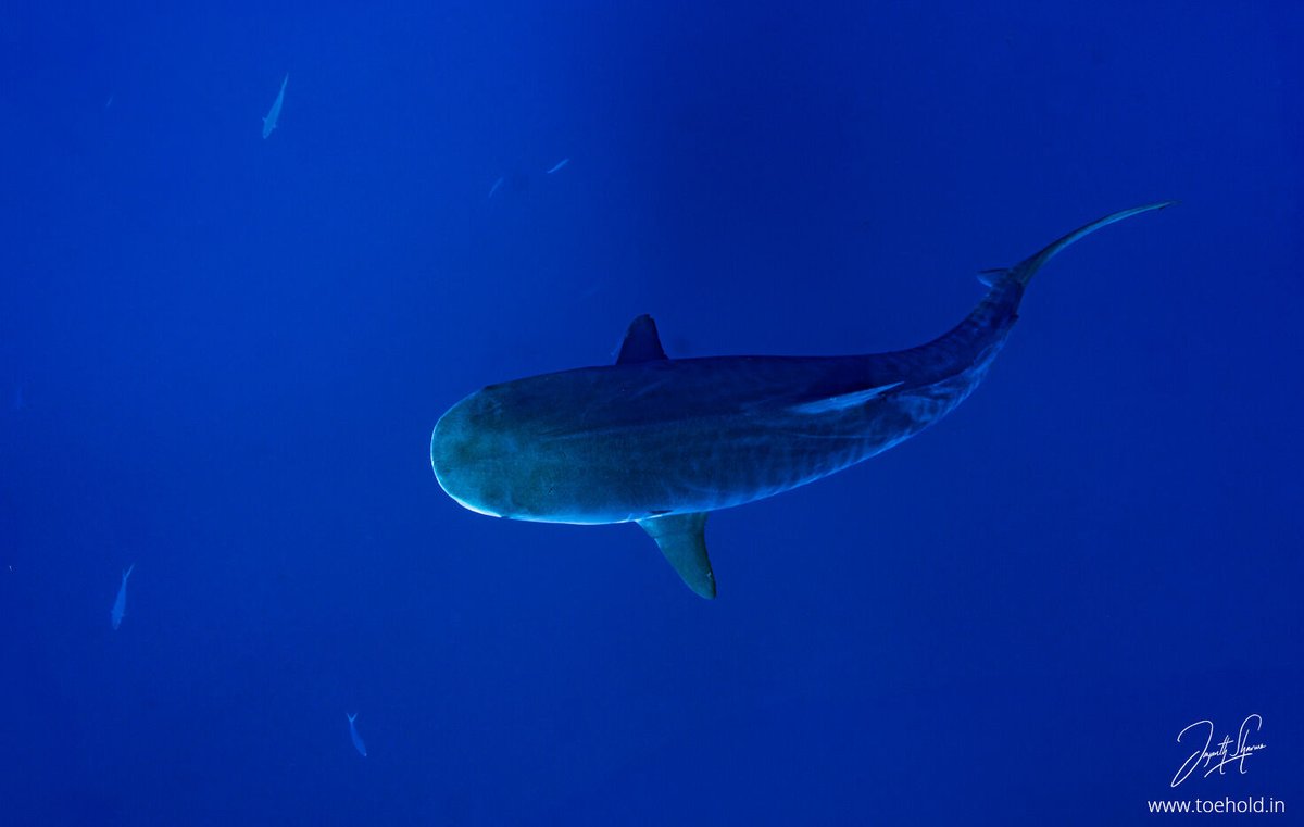 Jayanth Sharma tweet media