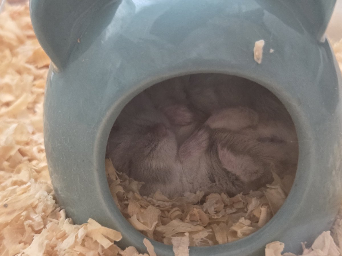 乳ﾋﾟｽ tweet media